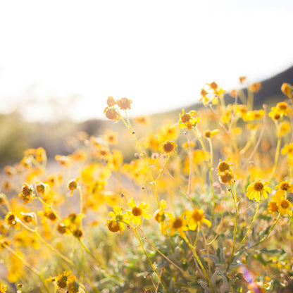 Vitamin D3 For KIDS, Premier