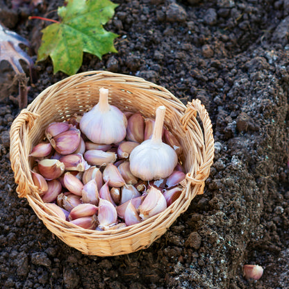 B.P. Complex™, Premier